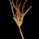 Image of Calamocrinus diomedae Agassiz 1890
