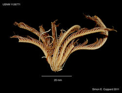 Image of Florometra AH Clark 1913