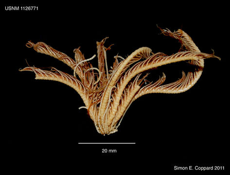 Image of Florometra AH Clark 1913