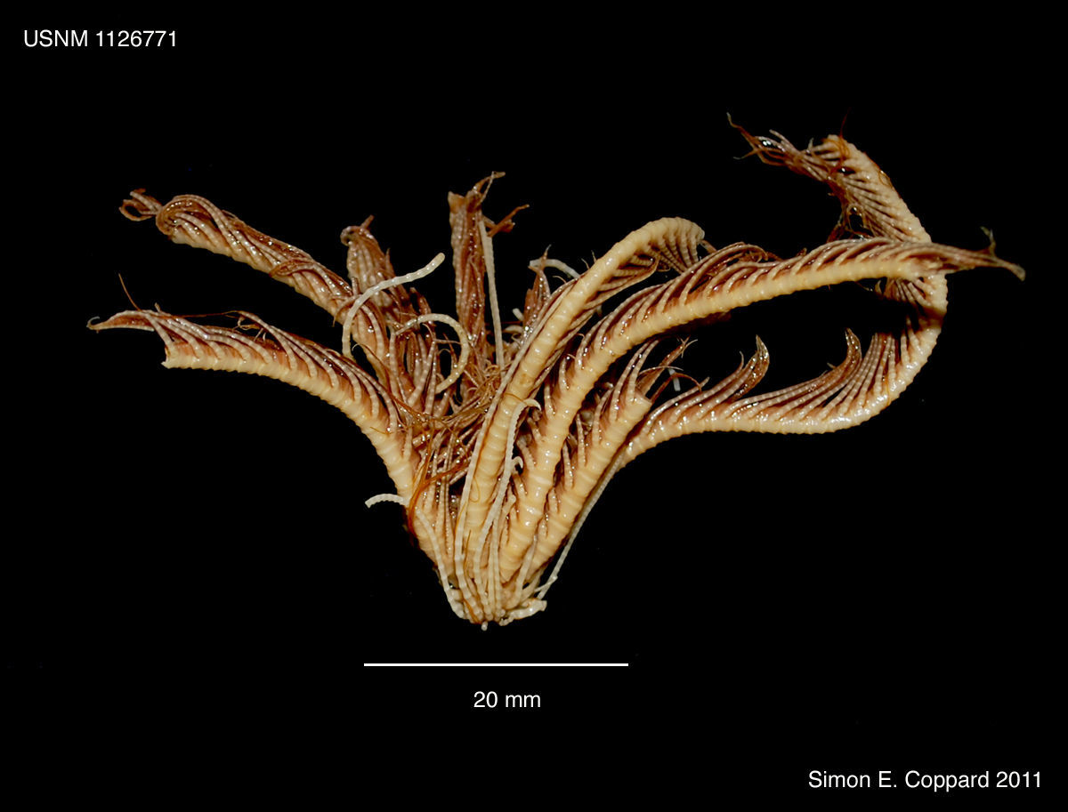 Image of Florometra AH Clark 1913