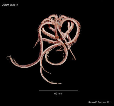 Image of Zenometridae AH Clark 1909