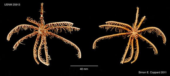 Imagem de Comactinia meridionalis (L. Agassiz 1865)