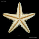 Astropecten articulatus (Say 1825)的圖片