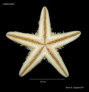 Image of Astropecten articulatus (Say 1825)