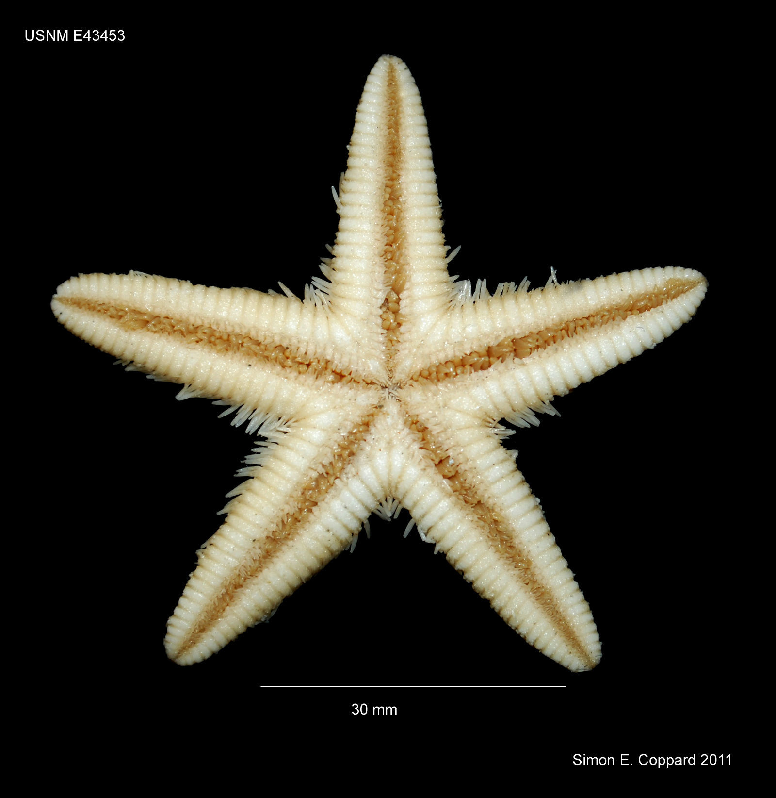 Image of Astropecten articulatus (Say 1825)