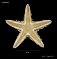 Image of Astropecten articulatus (Say 1825)