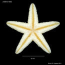 Image of Astropecten cingulatus Sladen 1883