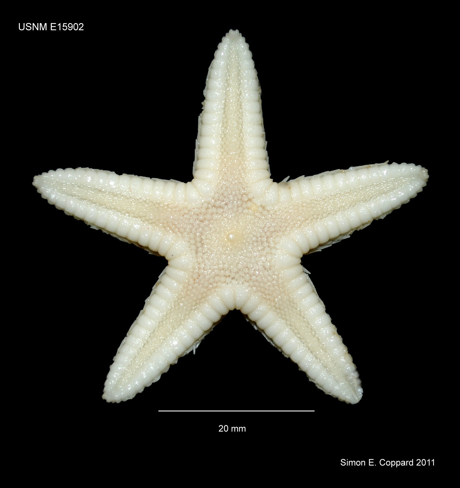 Image of Astropecten cingulatus Sladen 1883