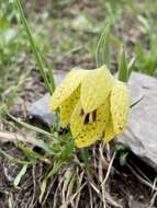 Слика од Fritillaria orientalis Adams