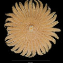 Imagem de Heliaster microbrachius Xantus 1860