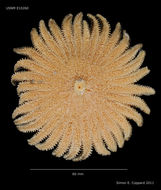 Plancia ëd Heliaster microbrachius Xantus 1860