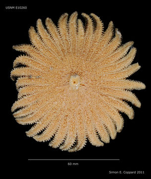 Image of Heliaster microbrachius Xantus 1860