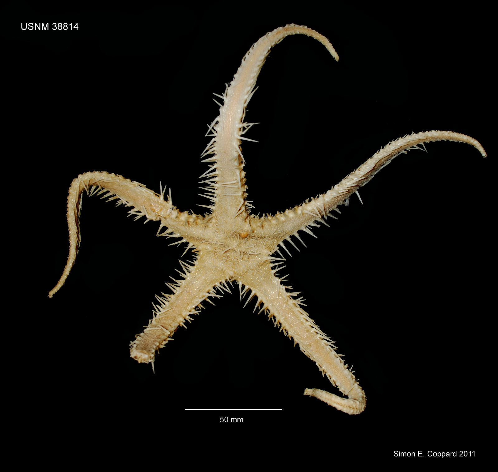 Image of Benthopecten pectinifer (Ludwig 1905)