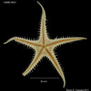 Image of Pectinaster agassizi Ludwig 1905