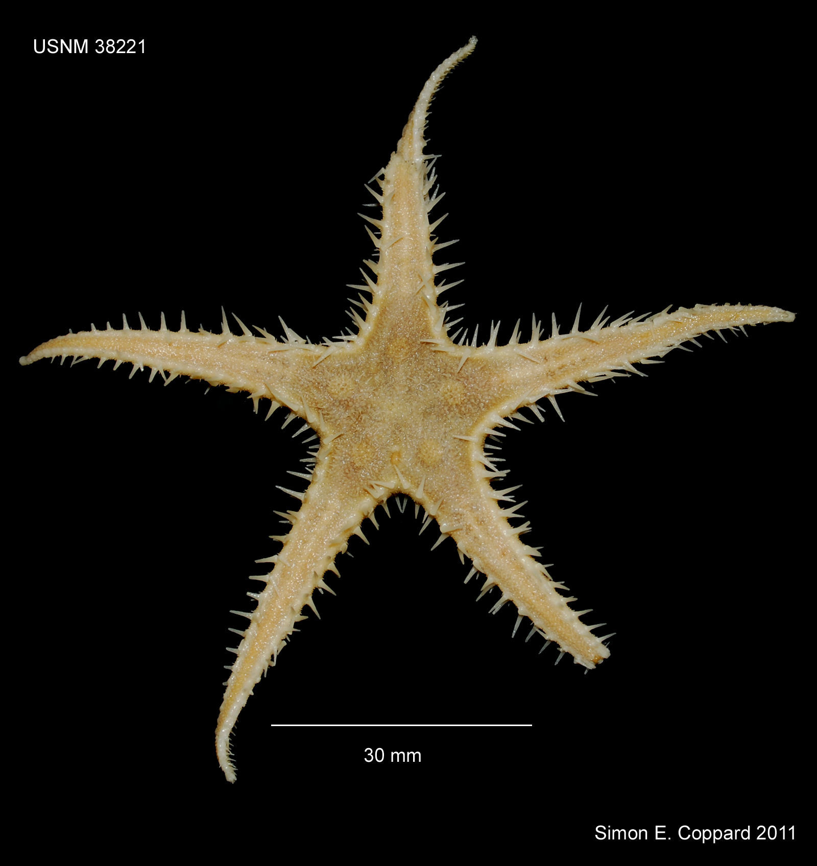 Image of Pectinaster Perrier 1885