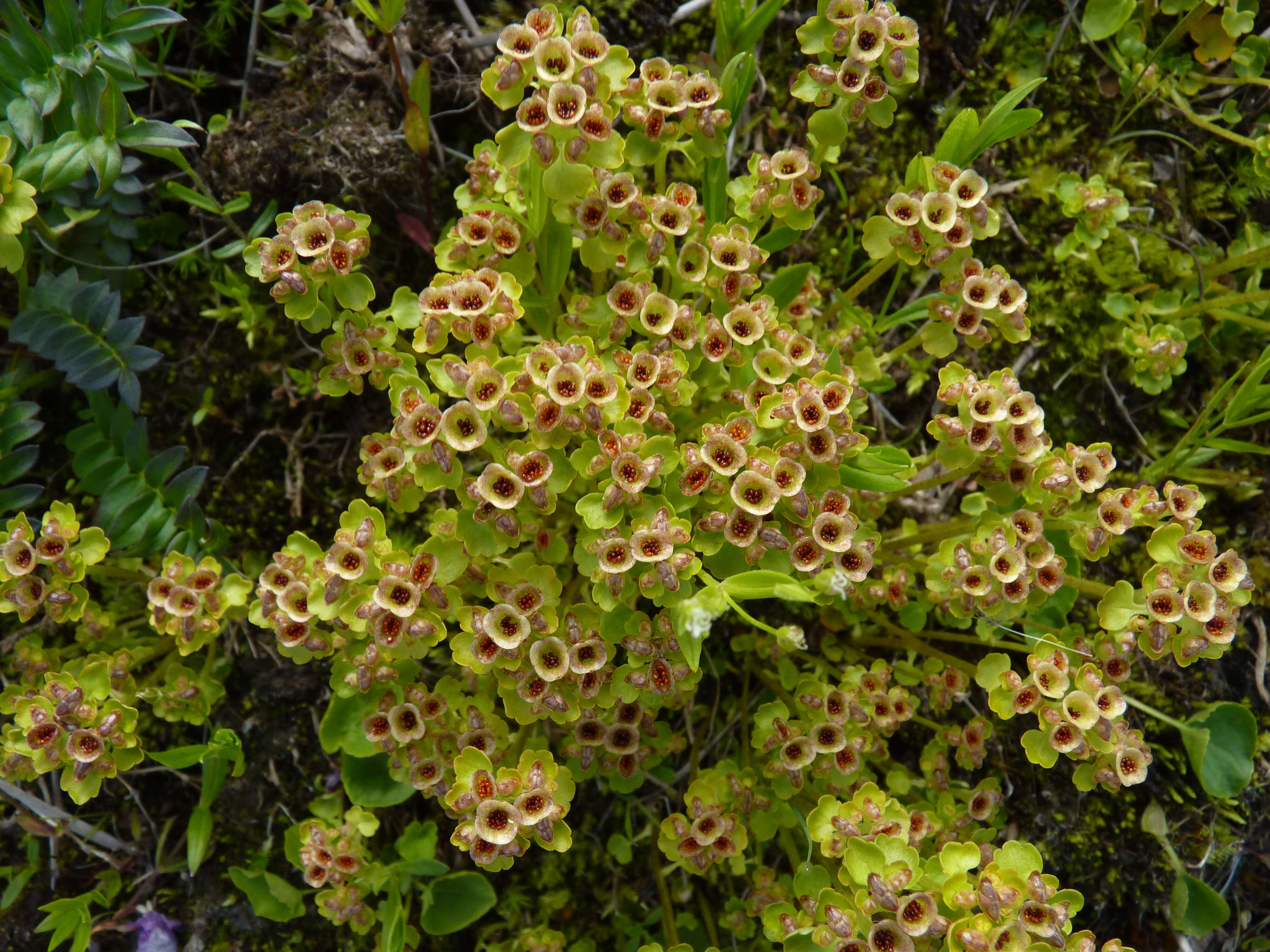 Image of golden saxifrage