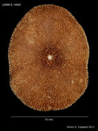 Image de Clypeaster rosaceus (Linnaeus 1758)