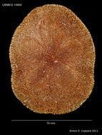 Image of sea biscuit