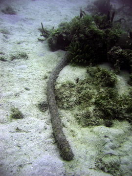 Image of tiger tail sea cocumber