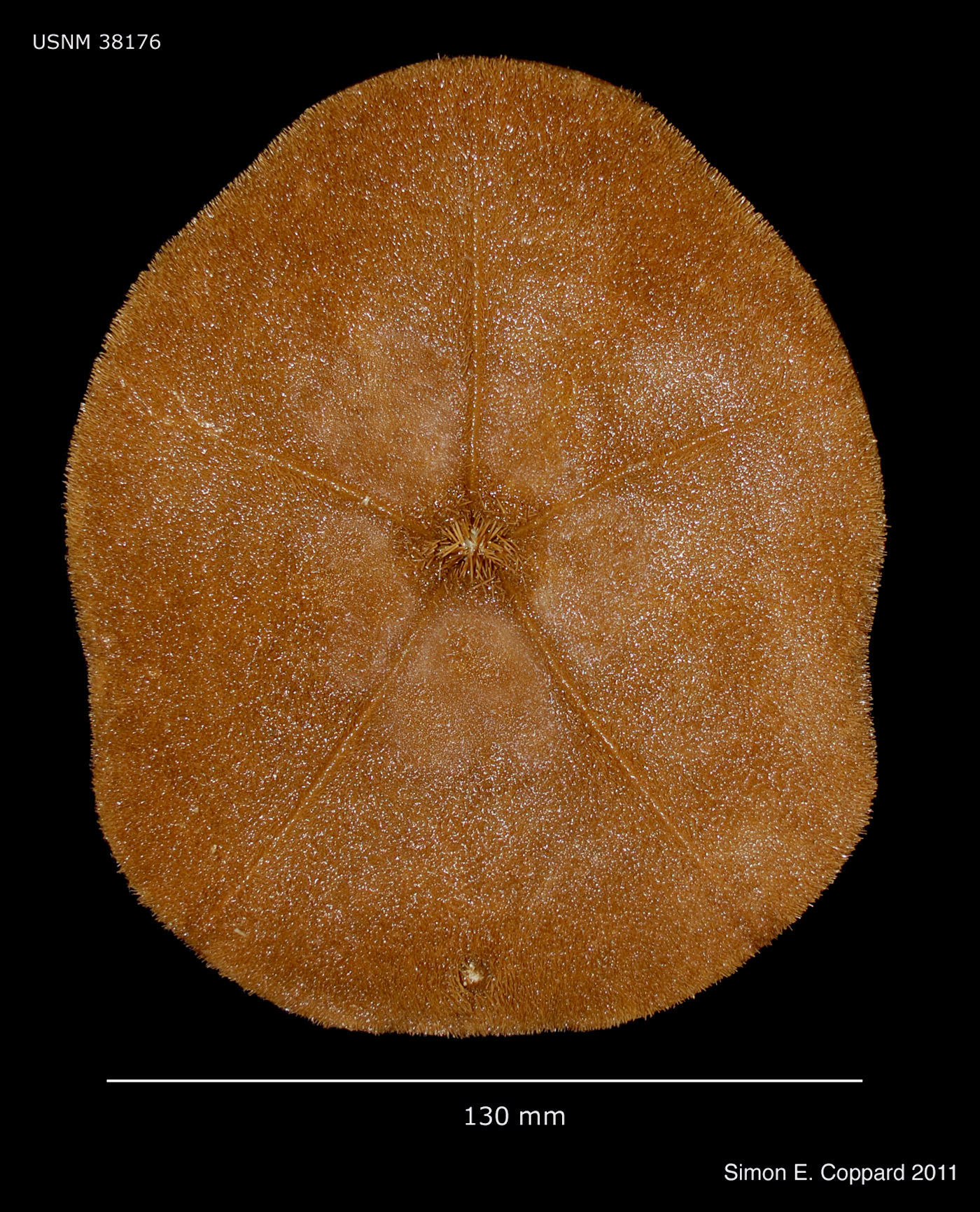 Image of Sand dollar