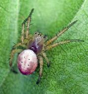 Image of Six-spotted Yellow Orbweaver