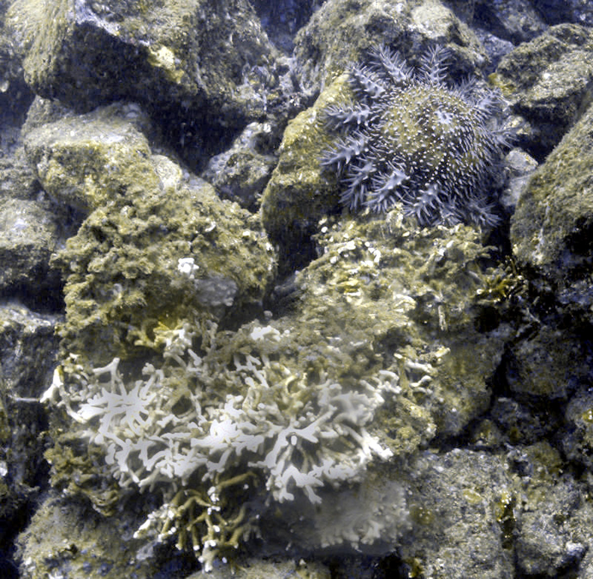 Image of crown of thorns starfish