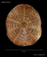 Image of Clypeaster rotundus (A. Agassiz 1863)