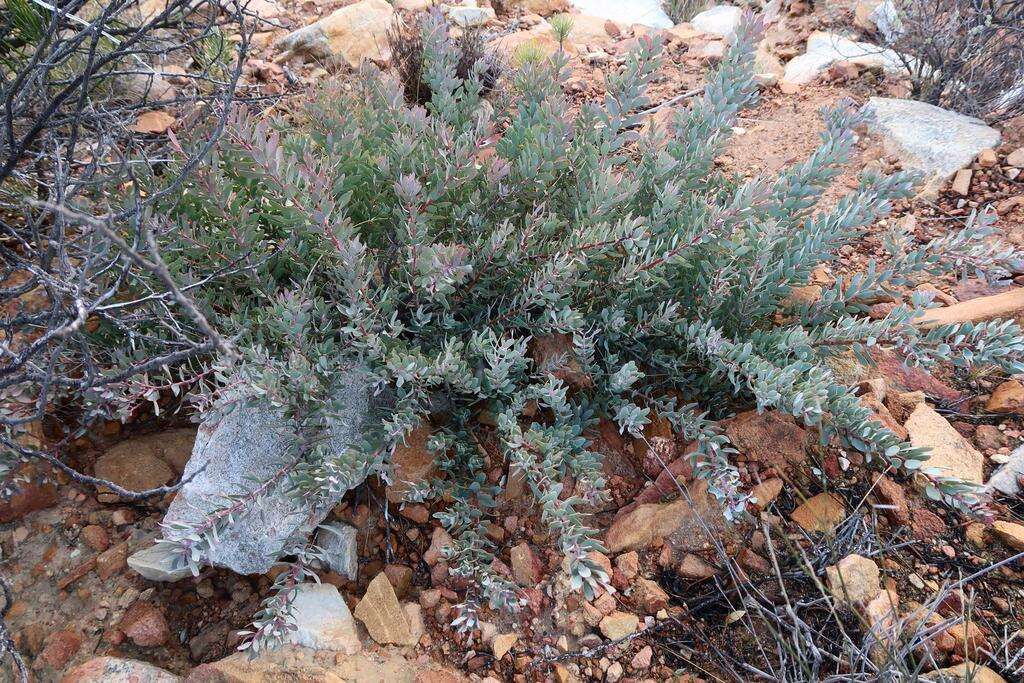 Image de Protea sulphurea Phillips