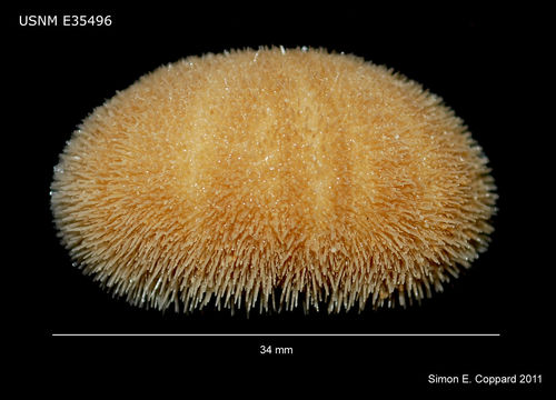 Image of burrowing urchins