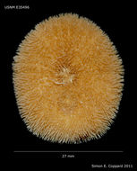 Image of burrowing urchins