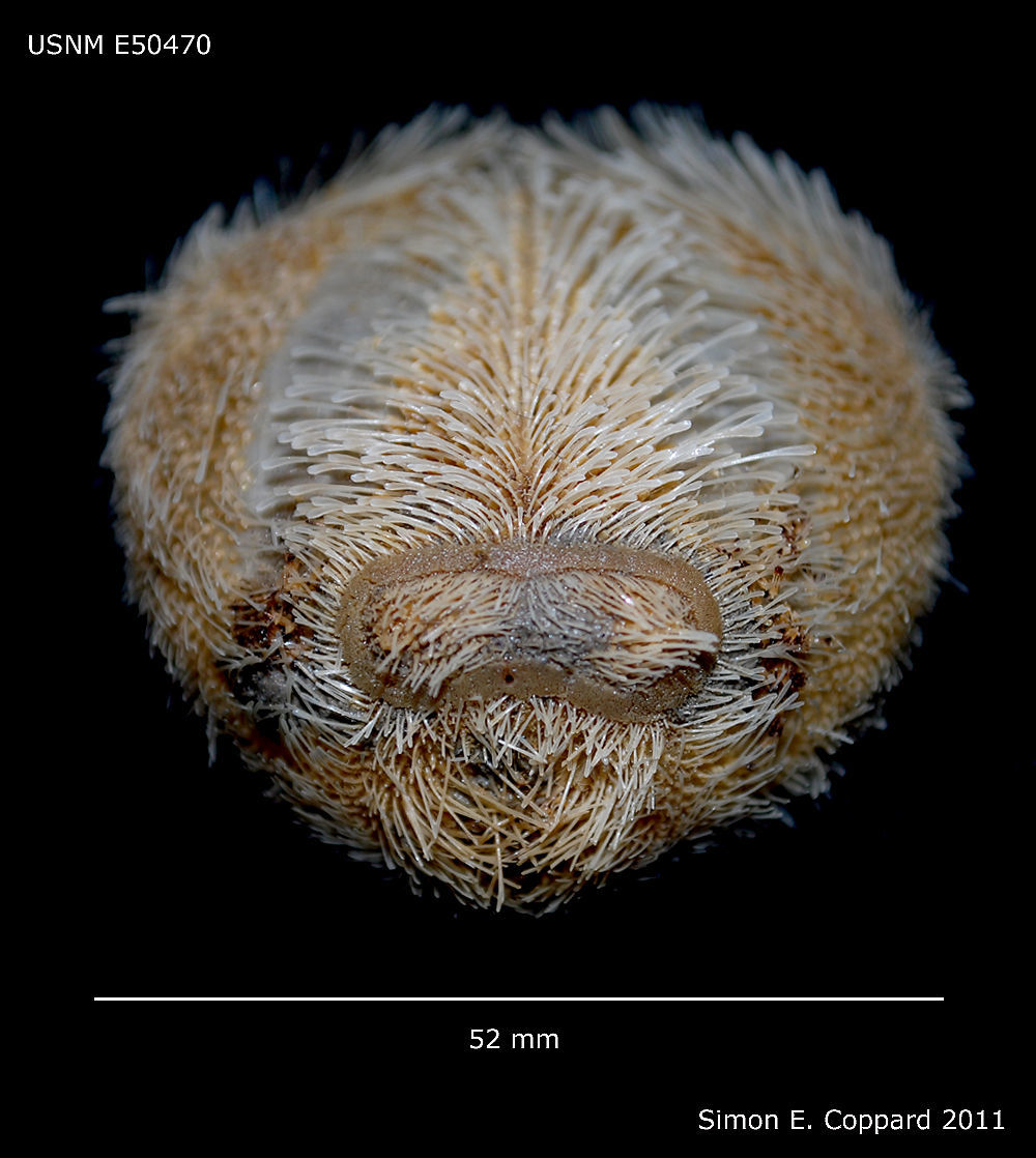 Image of Atlantic heart sea urchin