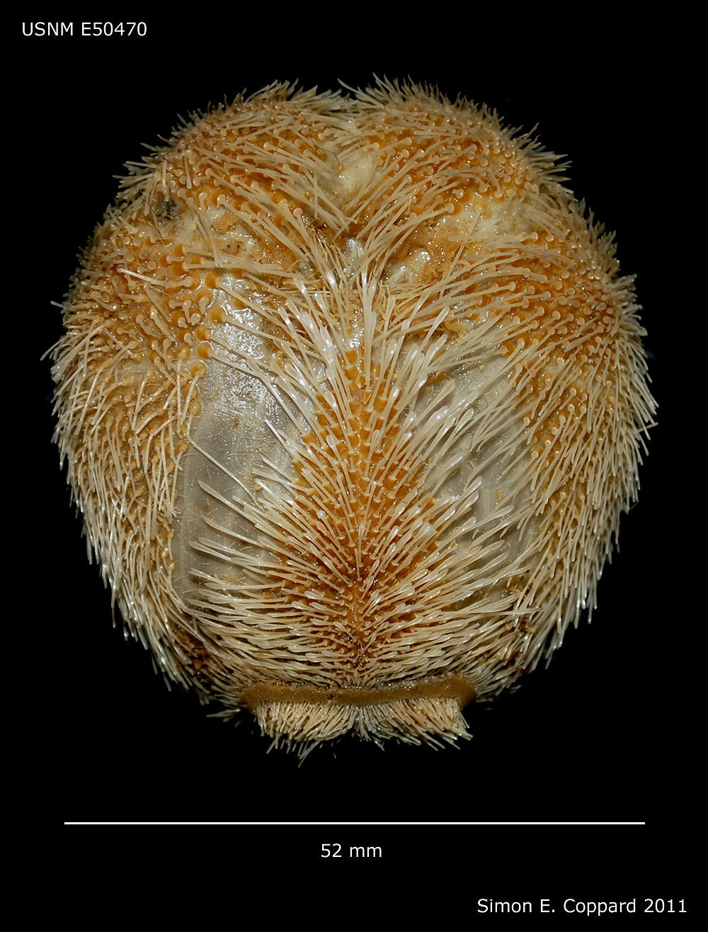 Image of Atlantic heart sea urchin