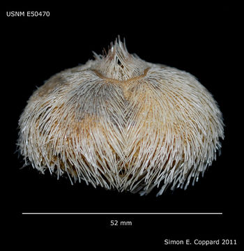 Image of Atlantic heart sea urchin