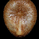 Sivun Urechinus naresianus A. Agassiz 1879 kuva