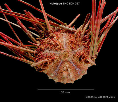 صورة Coelopleurus undulatus Mortensen 1934