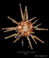 Image of slate pencil urchin