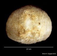 Image of Schizaster doederleini (Chesher 1972)