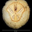 Image of Schizaster doederleini (Chesher 1972)