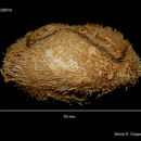 Image of wide heart sea urchin