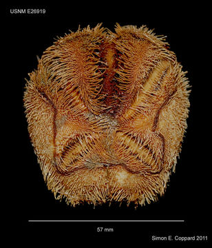 Image of wide heart sea urchin