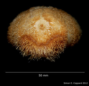 Image of Brissopsis pacifica (A. Agassiz 1898)