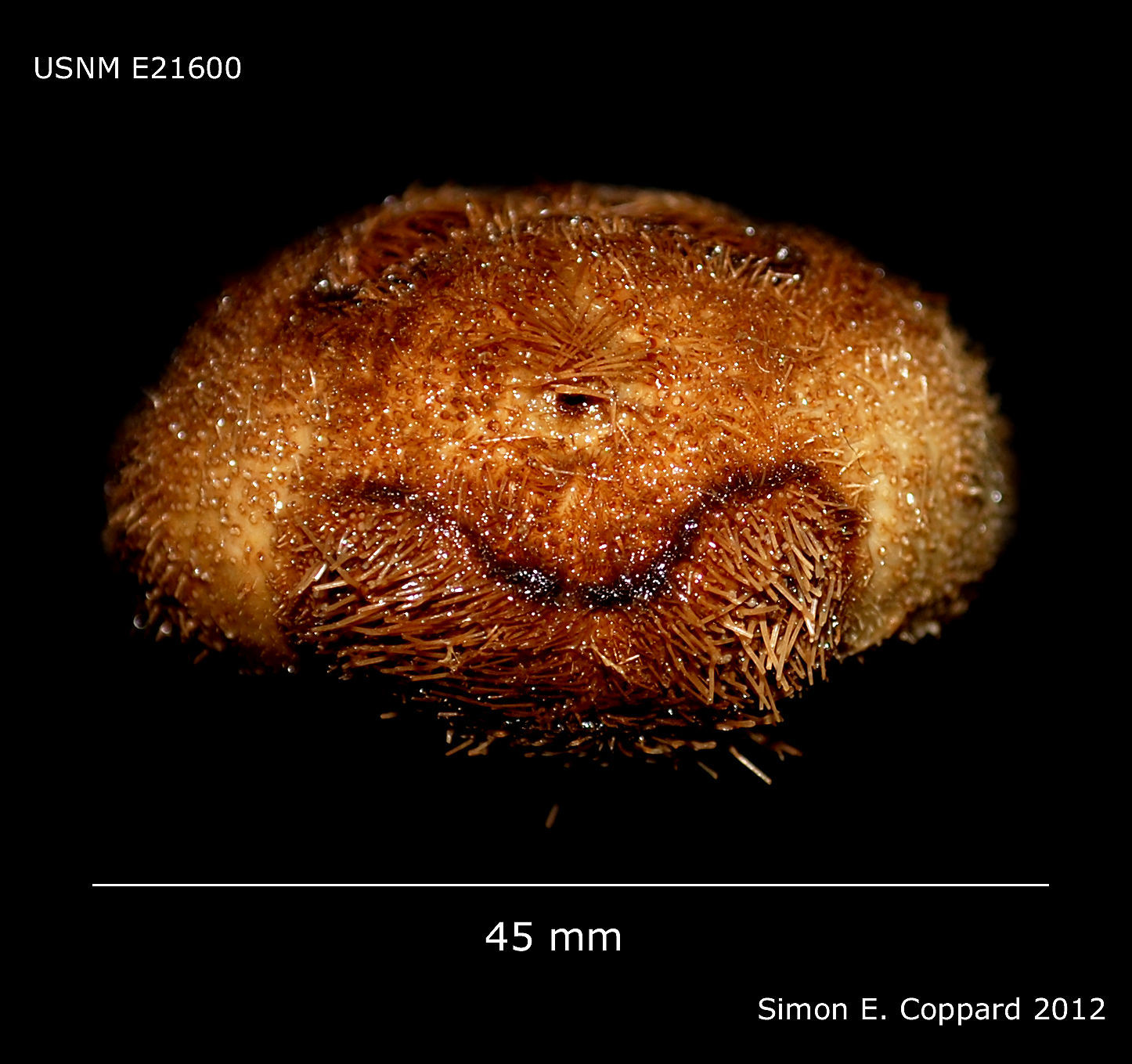 Image of Brissopsinae Lambert 1905