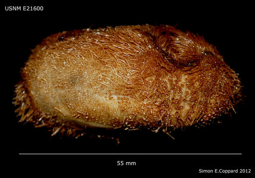 Image of Brissopsinae Lambert 1905