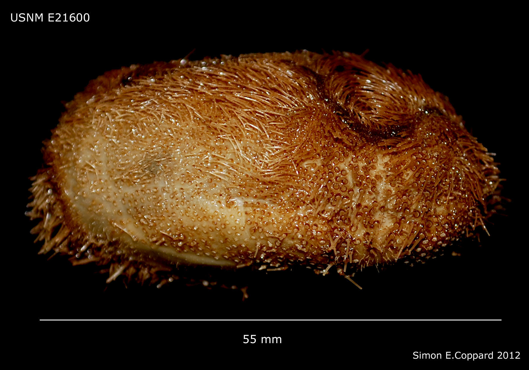 Image of Brissopsinae Lambert 1905