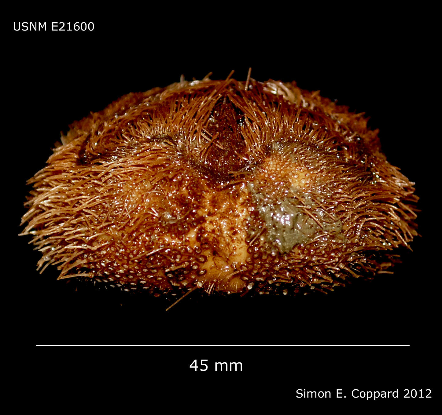 Image of Brissopsinae Lambert 1905