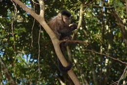 Image of Black Capuchin