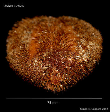 Image of large heart urchin