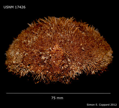 Image of large heart urchin