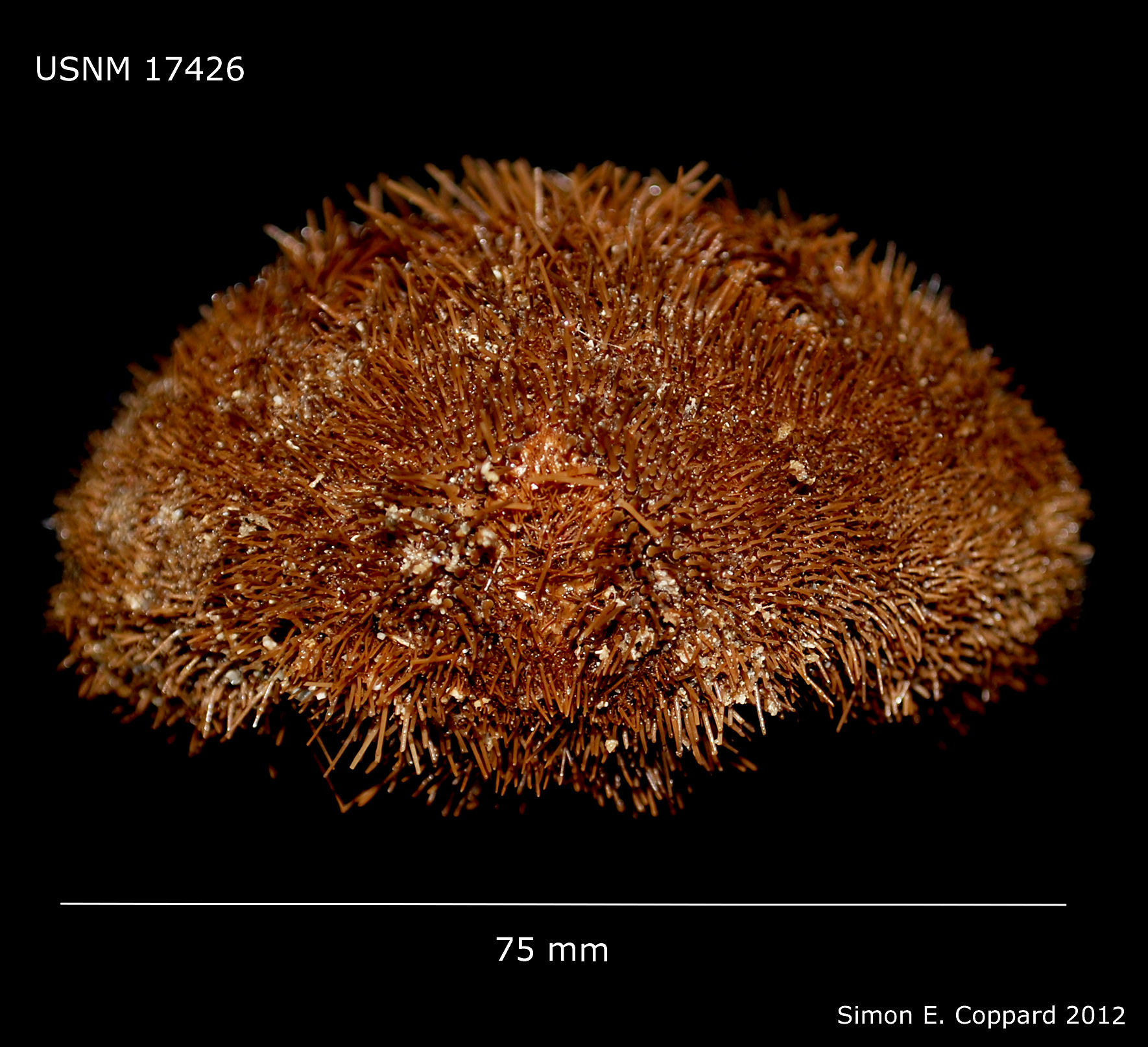 Image of large heart urchin