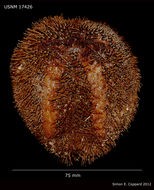 Imagem de Meoma ventricosa grandis Gray 1851